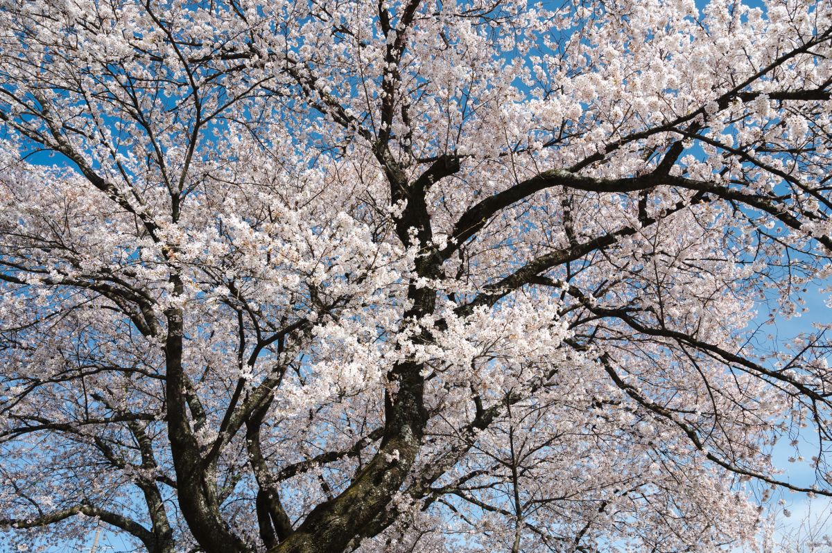 南信州の桜旅　高森南小学校